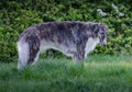 Grey and White Borzoi II